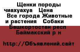 Щенки породы чиахуахуа › Цена ­ 12 000 - Все города Животные и растения » Собаки   . Башкортостан респ.,Баймакский р-н